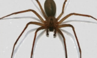 Empleado queda inconsciente por supuesta mordedura de araña violinista